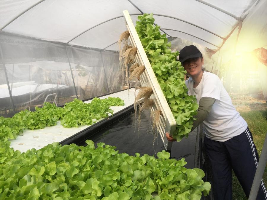 Kreislauf aus Gemueseanbau und Fish-Farming substrate-fuer-aquaponik