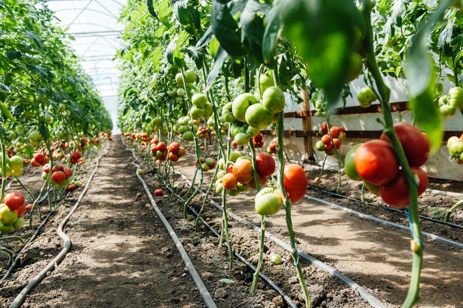 Tomaten im Gewaechshaus tomatenhaus