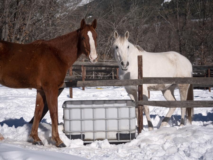 ausreichend-wasser-fuer-pferde-im-winter