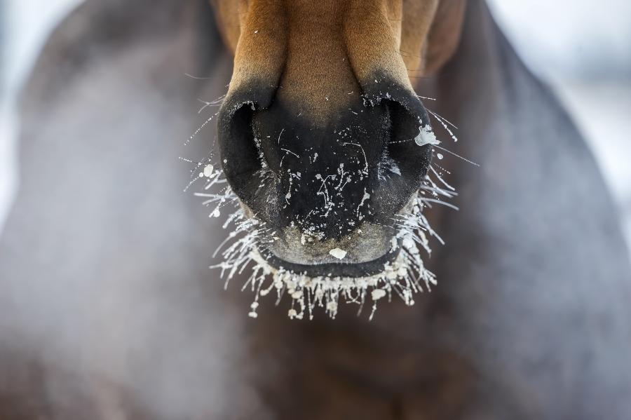 frost-im-winter-pferd beheizbare-pferdetraenken