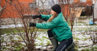 Gartenarbeit im Winter