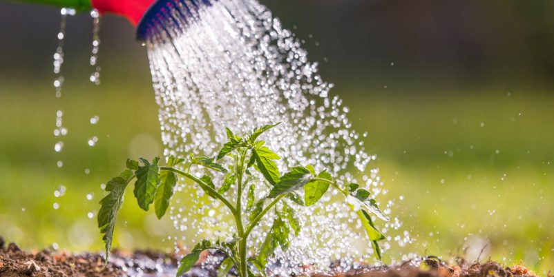 Giesswasser entkalken