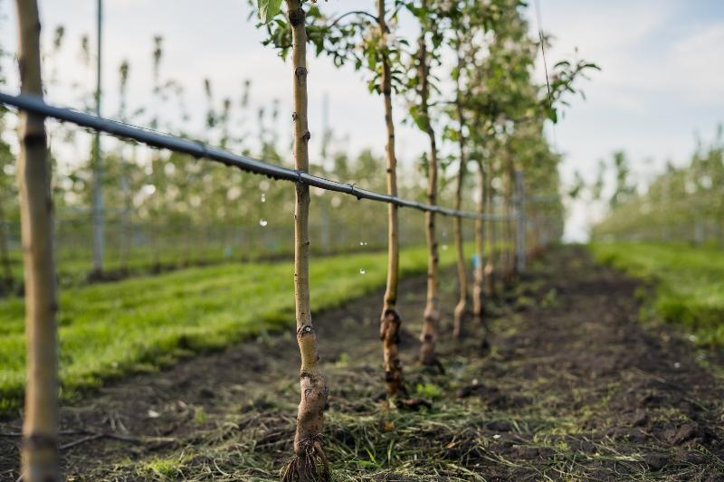 Tröpfchenbewässerung beim Obstbaum