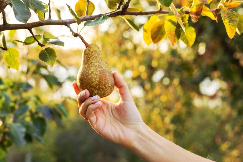 Birnenbaum im Herbst