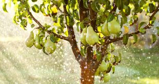 Obstbaum gießen