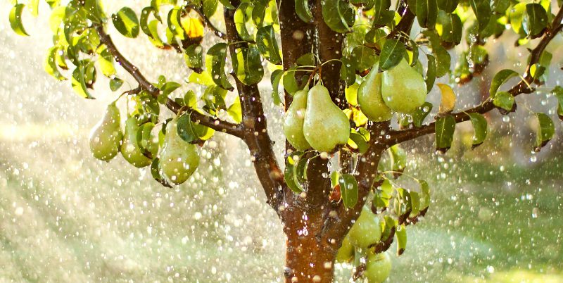 Obstbaum gießen