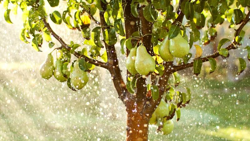 obstbaum-giessen Obstbaum gießen