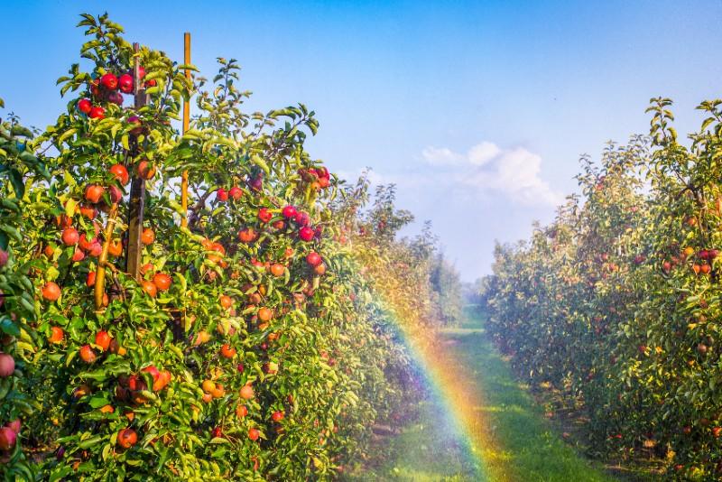 Obstbaum mit Regenbogen