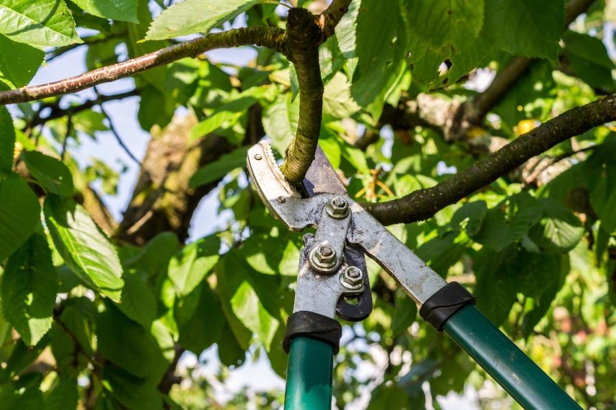 Astschere gartentipps-fuer-das-fruehjahr