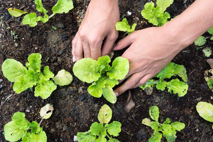 Gemuesegarten anlegen gartentipps-fuer-das-fruehjahr