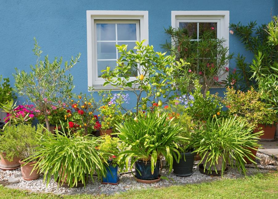 Mediterrane Kuebelpflanzen vor einer blauen Hauswand mit weissen Fenstern pflanzkuebel-mit-bewaesserungssystem
