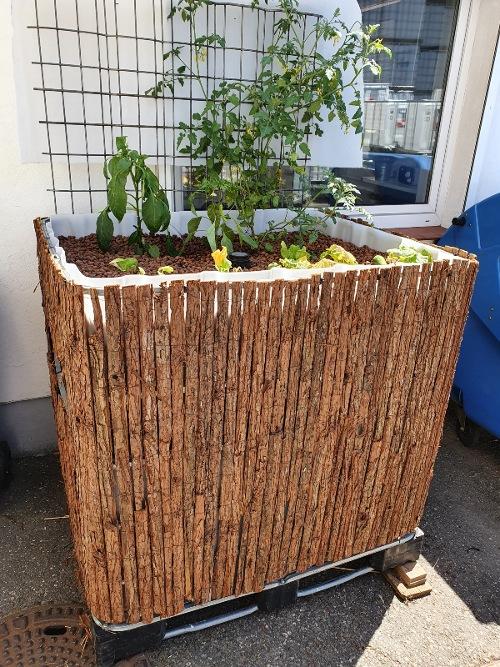 Hochbeet aus IBC Container