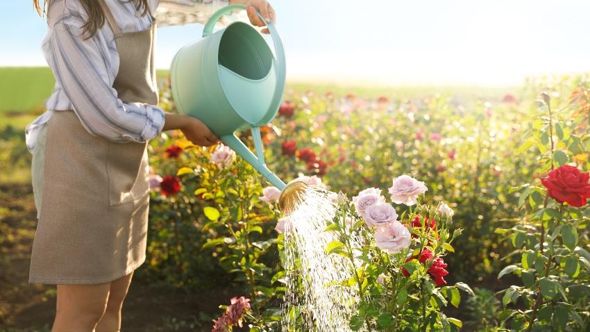 Frau gießt Gartenblumen