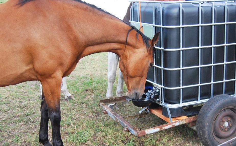 Pferd trinkt an IBC Container mit angeschlossener Tränke