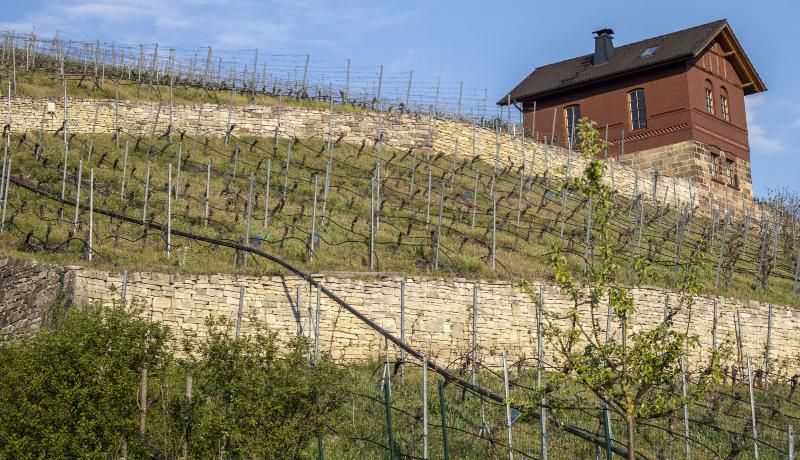 Zwischen den Reben eines Weinbergs sind Bewässerungsschläuche gespannt