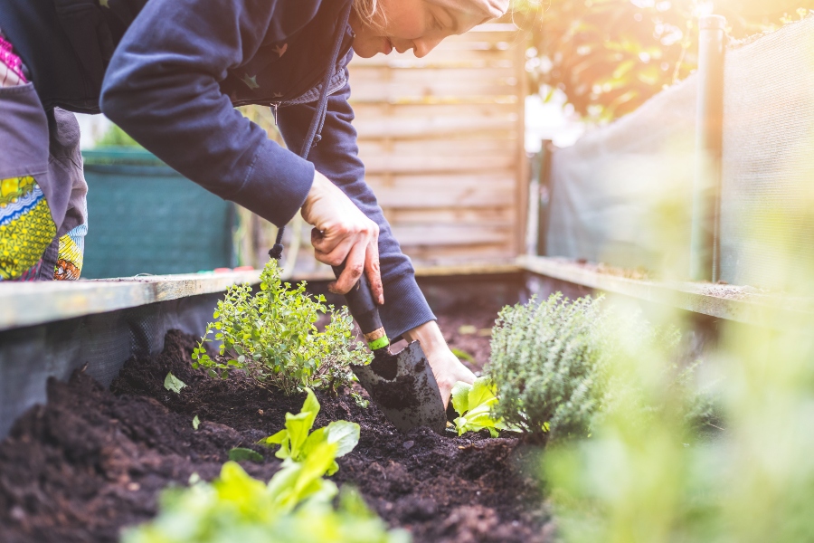 Urban Gardening Frau pflanzt frisches Gemuese und Kraeuter auf fruchtbaren Boden