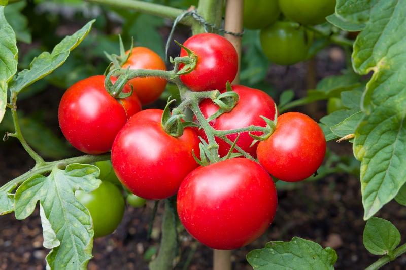 Tomatenpflanze für Kreislaufanlagen 