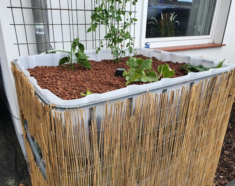 Hochbeet-mit-IBC