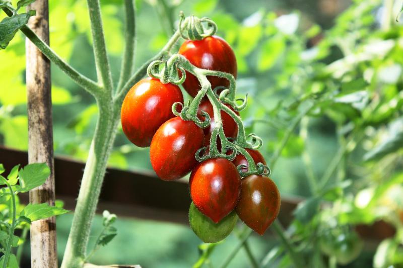 Ein paar reife Strauchtomaten an einer hochgewachsenen Tomatenpflanze Hochbeet als Sichtschutz