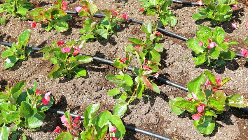 Tropfbewässerungssystem im Beet - Gartenberegnungsanlagen