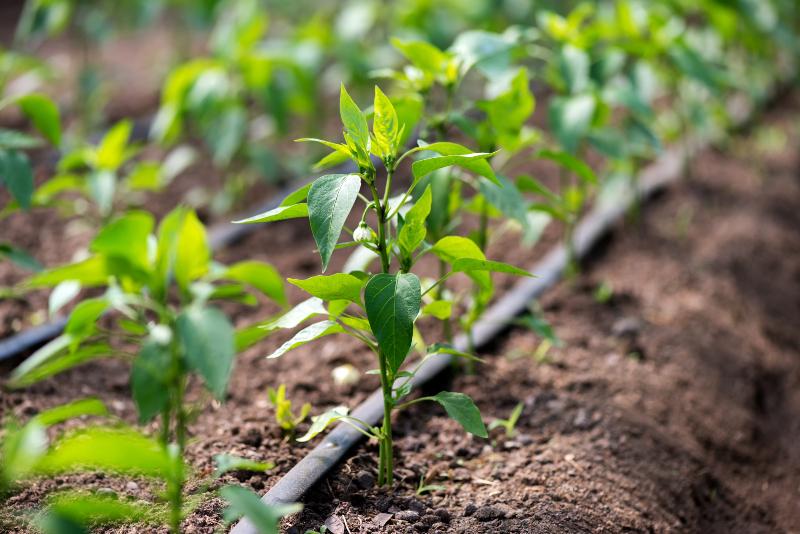 Tropfschlauchbewässerung im Garten