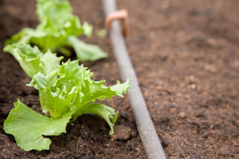 Junge Salatpflanzen werden mittels Tropfschlacuh bewässert