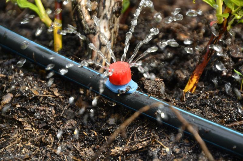 Ein Tropfer versorgt mehrere Pflanzen im Wurzelbereich mit Wasser Baumbewässerung