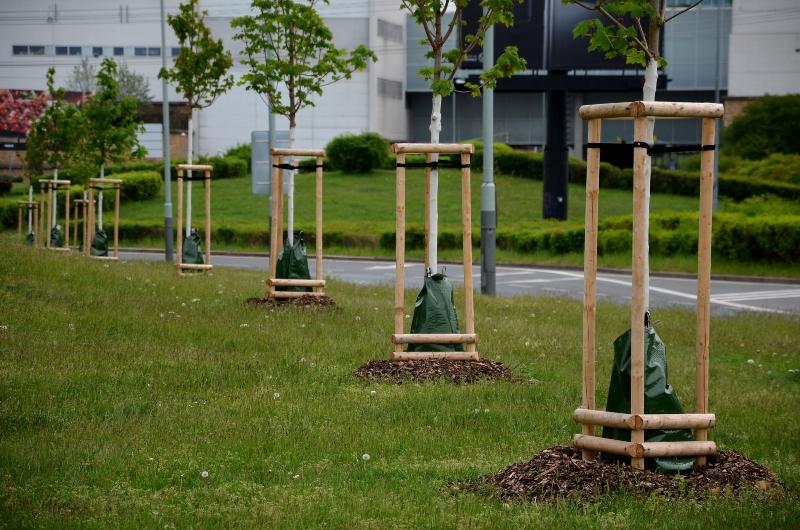 Mehrere Bäume, deren Stämme mit Wassersäcken bestückt sind Baumbewässerung