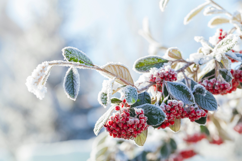 Immergrüne Pflanzen sorgen im Winter für willkommene Farbkleckse Ein eingeschneiter Zweig mit roten Beeren und grünen Blättern Immergrüne Pflanzensorgen im Winter für willkommene Farbkleckse