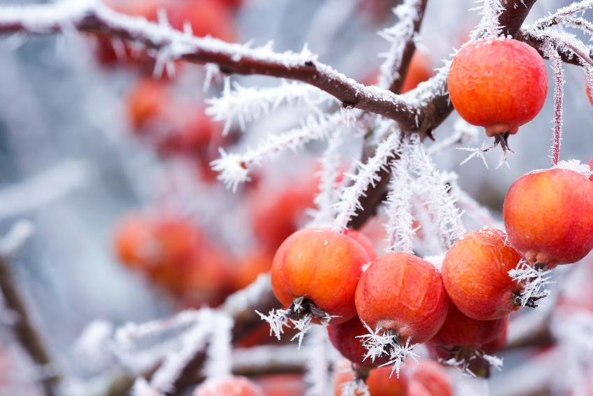 Nahaufnahme "Zieräpfel bei Frost" - Bewässerungssystem winterfest machen ist sinnvoll