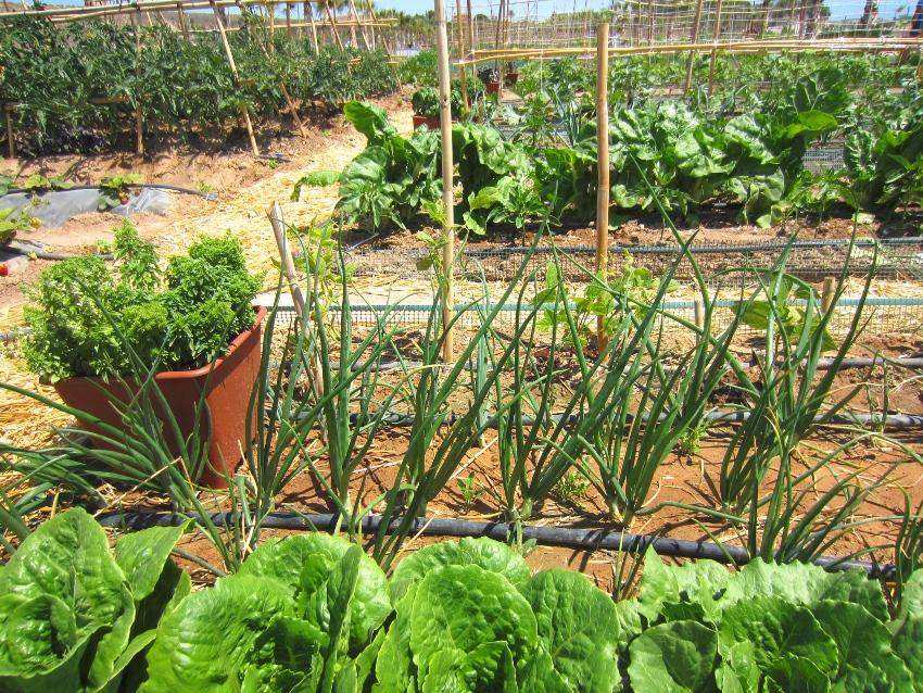 Gemüsebett mit Tröpfchenbewässerung - Automatische Pflanzenbewässerung ist bequem