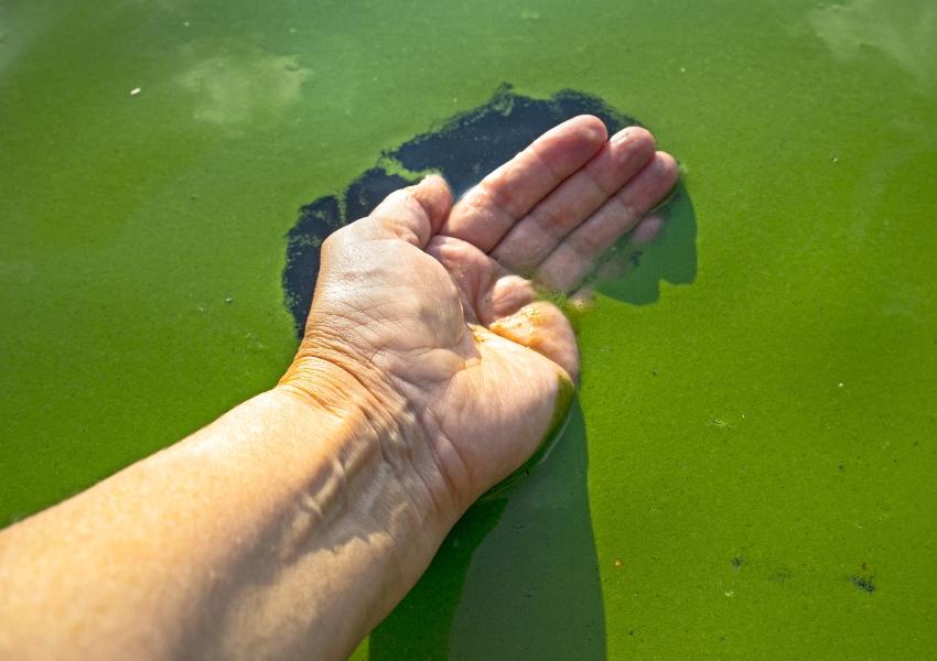Algen auf Wasseroberfläche - Hand fährt hindurch