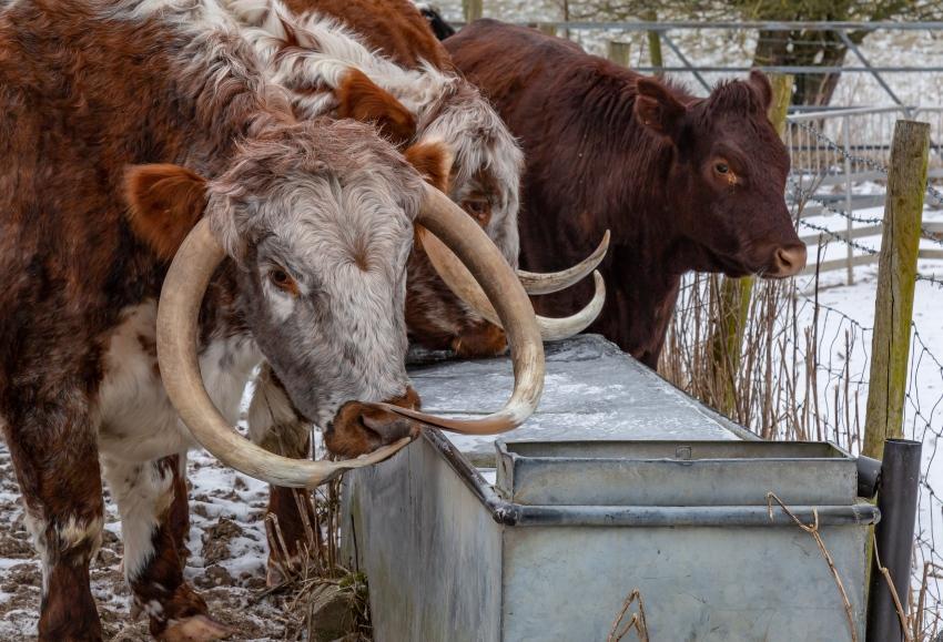Frostsichere Tiertränken