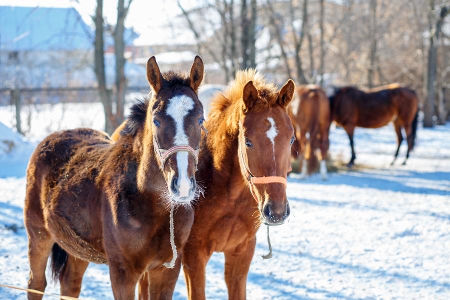 Pferde auf einer verschneiten Weide