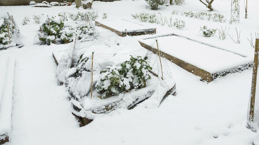 Wintergemüse im Garten bei Schnee