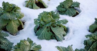 Wintergemüse