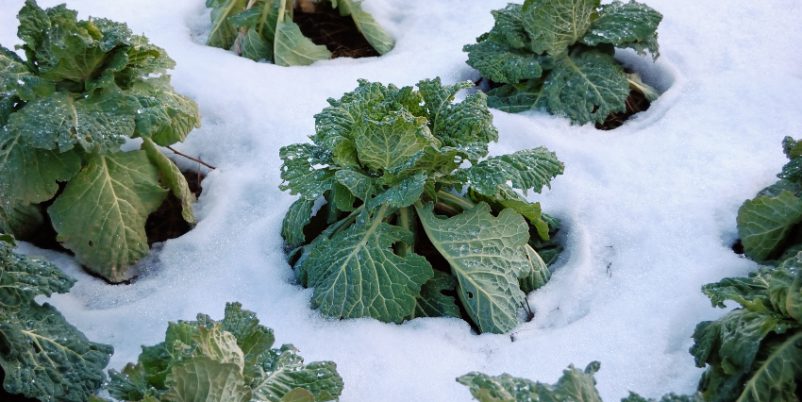 Wintergemüse