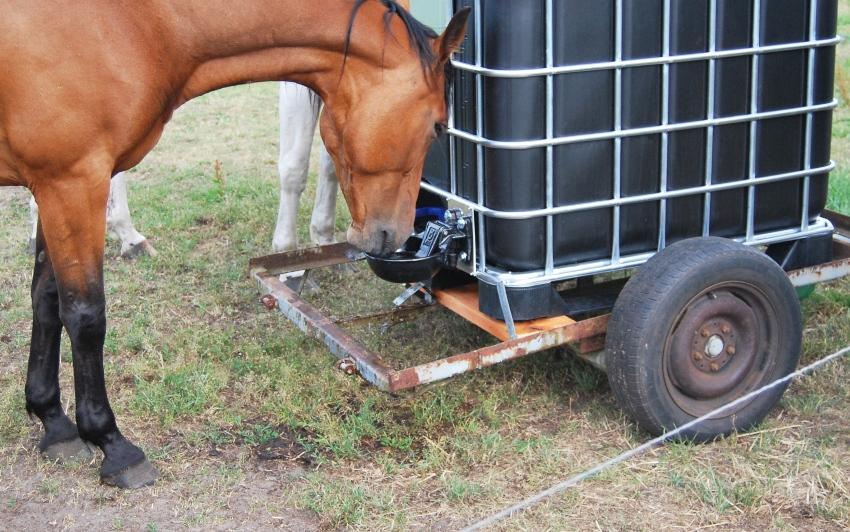 600l IBC Wassertank (schwarz) mit Tränkebecken auf PE-Palette NEU