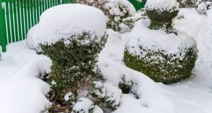 Formgehölze und Beerensträucher im Winter