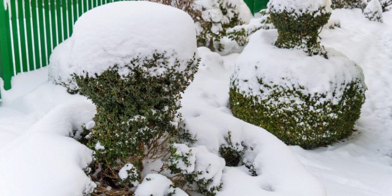 Formgehölze und Beerensträucher im Winter