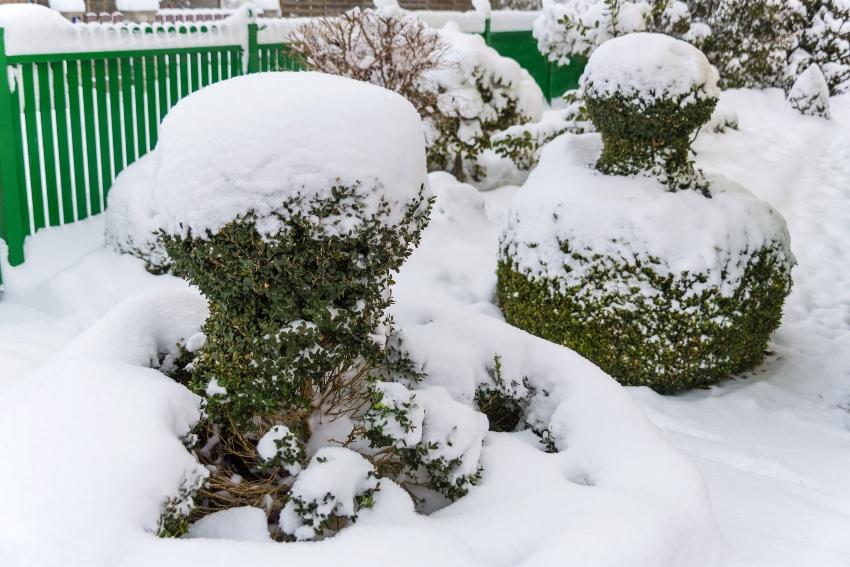 Formgehölze und Beerensträucher im Winter