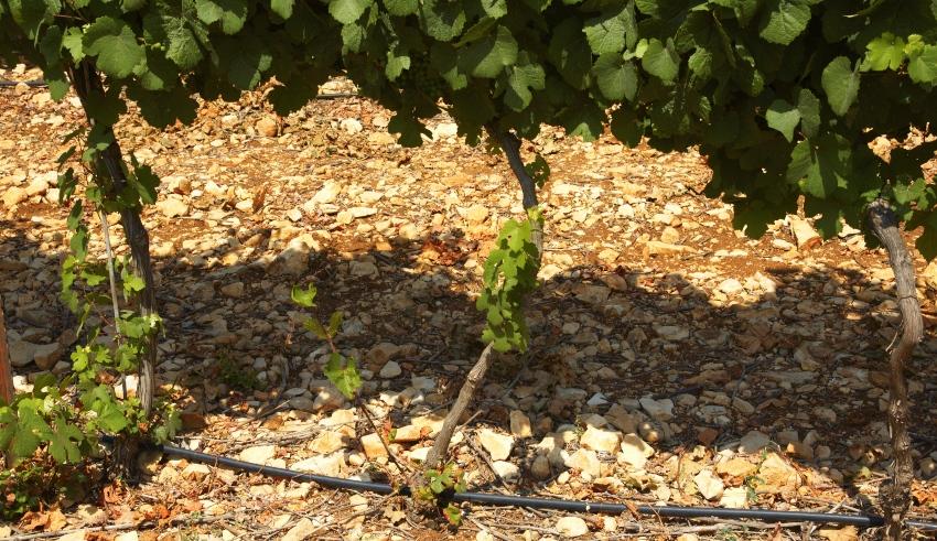 Tröpfchenbewässerung im Weinbau
