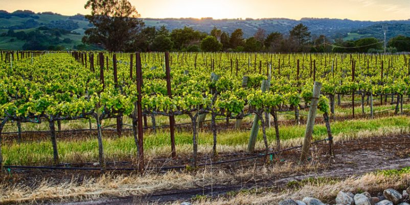 Tröpfchenbewässerung im Weinbau