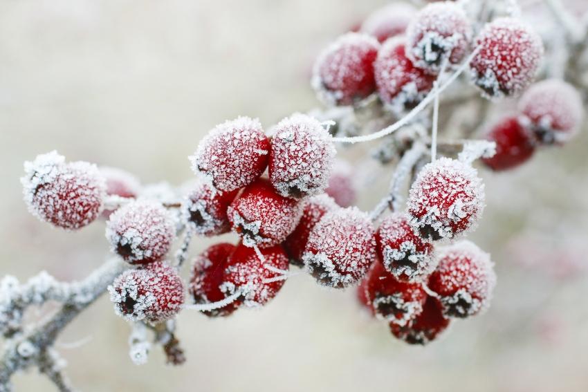 Weißdorn Beeren mit Frost - Bewässerung der Formgehölze und Beerensträucher nur bei Frostfreiheit