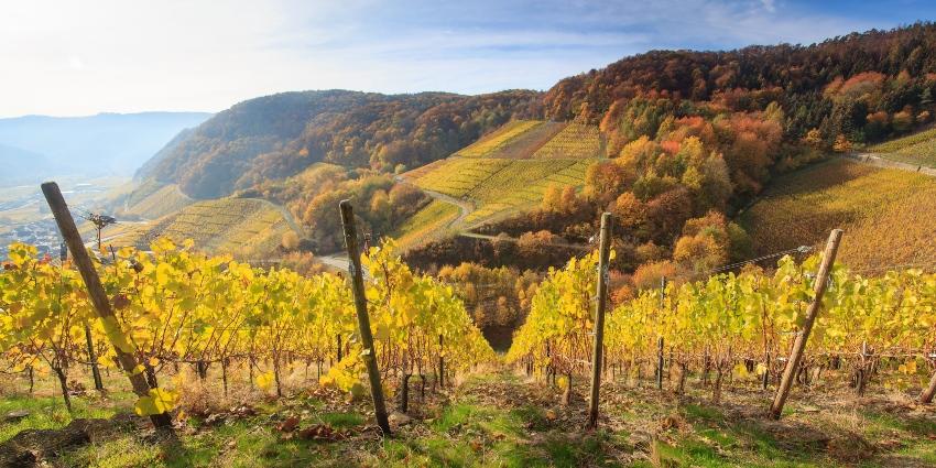 Weinberg im Herbstlicht