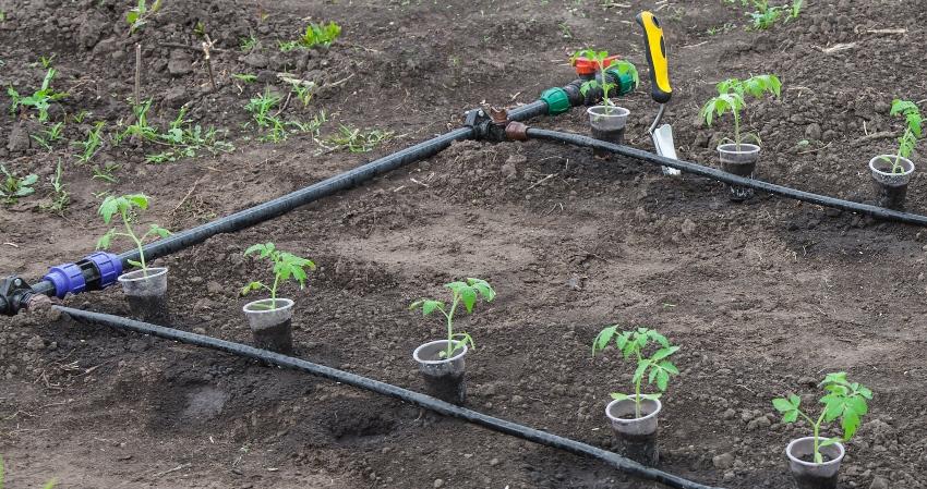 Bewässerungssystem für junge Pflanzen im Frühjahr