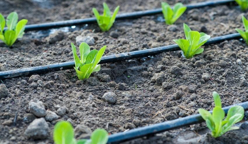 Den Garten im Frühjahr richtig gießen REKUBIK® Magazin