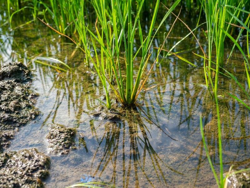 Einige langhalmige Gräser die in einer Lache aus Wasser stehen Bodenfeuchtigkeitssensoren