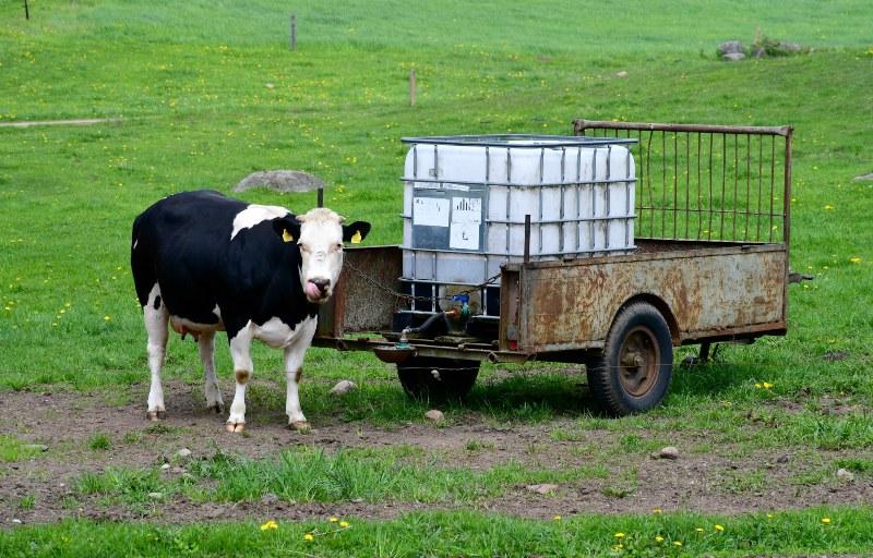 Eine Kuh stillt ihren Durst an einer Selbsttränke die an einem IBC-Container montiert ist Wasserwagen