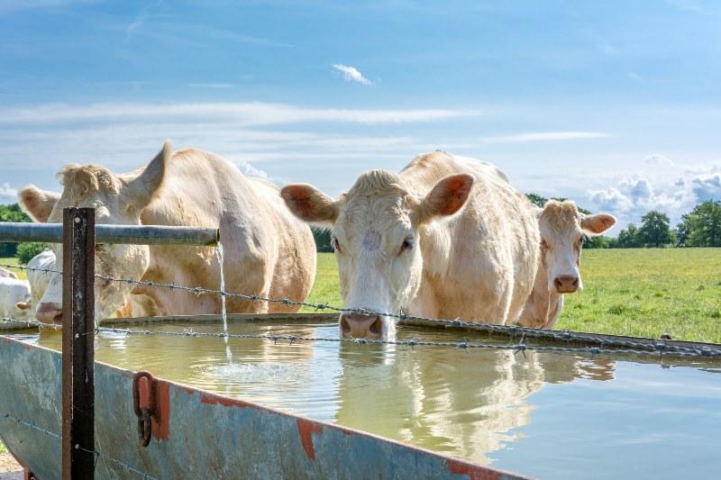 Kühe stillen ihren Durst an einer offenen Weidetränke Wasserwagen